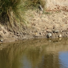 Chelodina longicollis at Tennent, ACT - 26 Apr 2023 11:44 AM