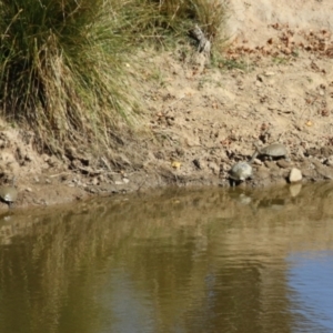 Chelodina longicollis at Tennent, ACT - 26 Apr 2023 11:44 AM