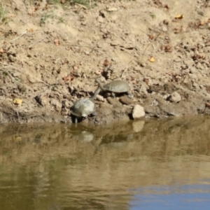 Chelodina longicollis at Tennent, ACT - 26 Apr 2023 11:44 AM