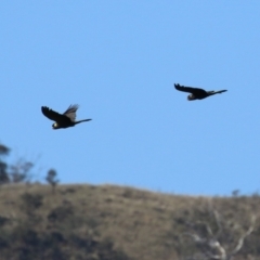 Zanda funerea at Tennent, ACT - 26 Apr 2023