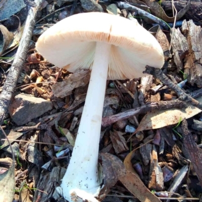 Volvopluteus gloiocephalus (Big Sheath Mushroom) at National Arboretum Forests - 27 Apr 2023 by PandaLemon