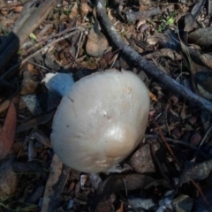 Volvopluteus gloiocephalus at Molonglo Valley, ACT - 27 Apr 2023