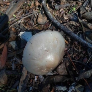 Volvopluteus gloiocephalus at Molonglo Valley, ACT - 27 Apr 2023