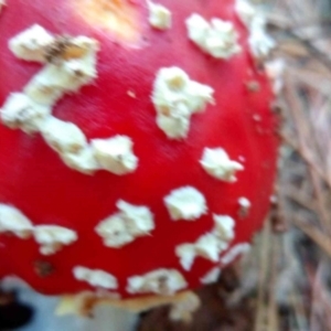 Amanita muscaria at Molonglo Valley, ACT - 27 Apr 2023