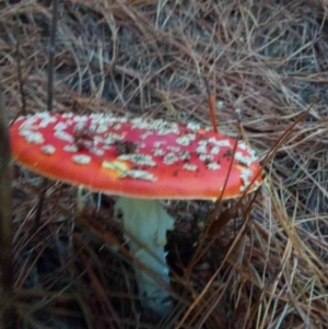 Amanita muscaria at Molonglo Valley, ACT - 27 Apr 2023 03:10 PM