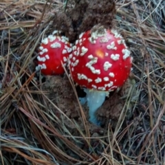 Amanita muscaria at Molonglo Valley, ACT - 27 Apr 2023