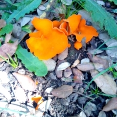 Aleuria sp. (genus) (An Orange peel fungus) at National Arboretum Forests - 27 Apr 2023 by PandaLemon