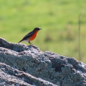 Petroica phoenicea at Booth, ACT - 26 Apr 2023