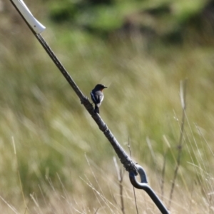 Petroica phoenicea at Booth, ACT - 26 Apr 2023