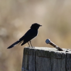 Rhipidura leucophrys (Willie Wagtail) at Booth, ACT - 26 Apr 2023 by RodDeb
