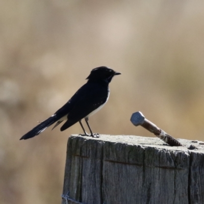 Rhipidura leucophrys (Willie Wagtail) at Booth, ACT - 26 Apr 2023 by RodDeb