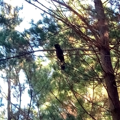 Zanda funerea (Yellow-tailed Black-Cockatoo) at National Arboretum Forests - 27 Apr 2023 by PandaLemon