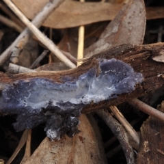 Pseudotomentella larsenii at O'Connor, ACT - 26 Jun 2022 by Heino1