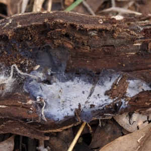 Pseudotomentella larsenii at O'Connor, ACT - 26 Jun 2022