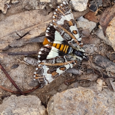 Apina callisto (Pasture Day Moth) at Isaacs Ridge - 27 Apr 2023 by Mike