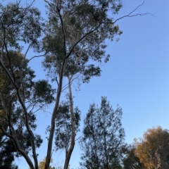 Callocephalon fimbriatum (Gang-gang Cockatoo) at Macquarie, ACT - 27 Apr 2023 by AdamMc