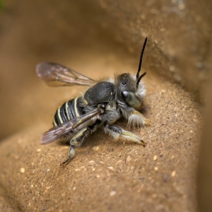 Pseudoanthidium (Immanthidium) repetitum at Weston, ACT - 23 Apr 2023