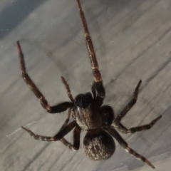 Badumna insignis at Narrabundah, ACT - 27 Apr 2023 04:56 PM