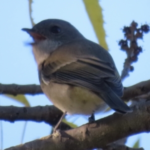 Pachycephala pectoralis at Narrabundah, ACT - 24 Apr 2023 09:09 AM