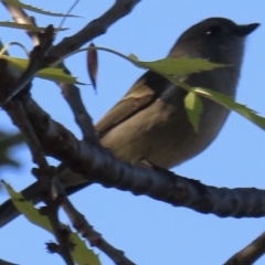 Pachycephala pectoralis at Narrabundah, ACT - 24 Apr 2023 09:09 AM