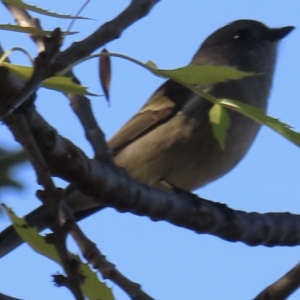 Pachycephala pectoralis at Narrabundah, ACT - 24 Apr 2023