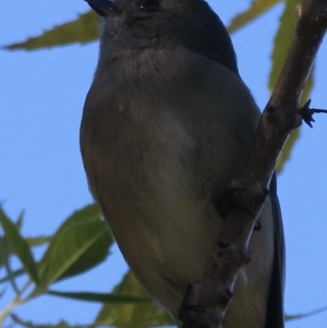 Pachycephala pectoralis at Narrabundah, ACT - 24 Apr 2023 09:09 AM