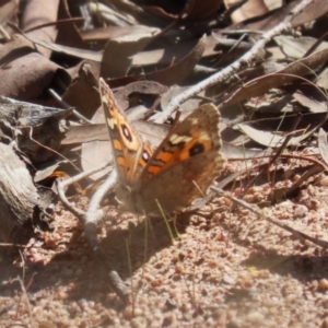 Junonia villida at Kambah, ACT - 27 Apr 2023