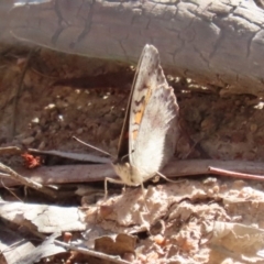 Junonia villida at Kambah, ACT - 27 Apr 2023 12:07 PM