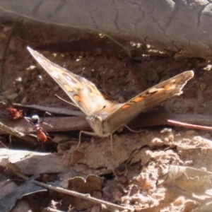 Junonia villida at Kambah, ACT - 27 Apr 2023