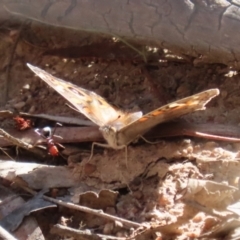 Junonia villida at Kambah, ACT - 27 Apr 2023 12:07 PM