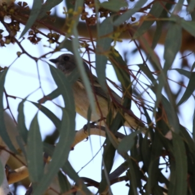 Pachycephala pectoralis (Golden Whistler) at Kambah, ACT - 27 Apr 2023 by RodDeb