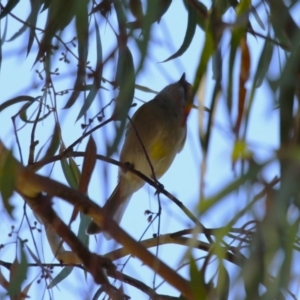 Pachycephala pectoralis at Kambah, ACT - 27 Apr 2023