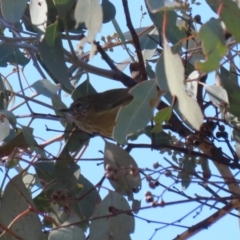 Acanthiza lineata at Kambah, ACT - 27 Apr 2023