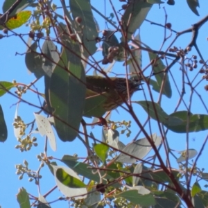 Acanthiza lineata at Kambah, ACT - 27 Apr 2023