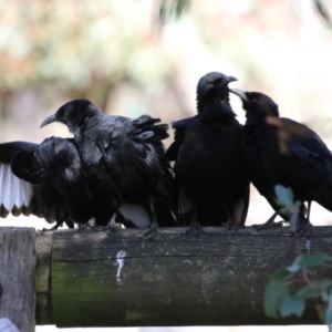 Corcorax melanorhamphos at Kambah, ACT - 27 Apr 2023 12:43 PM