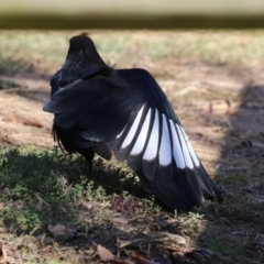 Corcorax melanorhamphos at Kambah, ACT - 27 Apr 2023