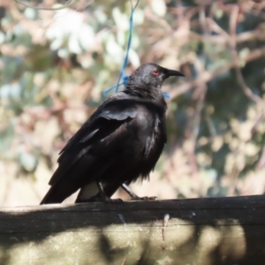 Corcorax melanorhamphos at Kambah, ACT - 27 Apr 2023