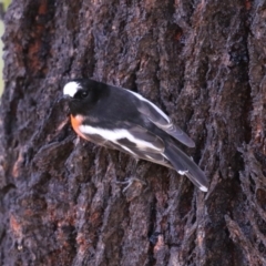 Petroica boodang (Scarlet Robin) at Cooleman Ridge - 27 Apr 2023 by RodDeb