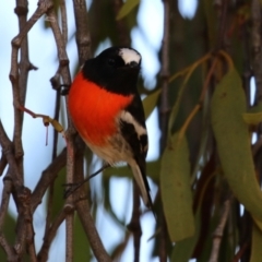 Petroica boodang at Kambah, ACT - 27 Apr 2023