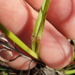 Hemarthria uncinata (Matgrass) at Paddys River, ACT - 24 Apr 2023 by gregbaines