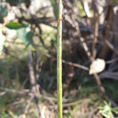 Hemarthria uncinata at Paddys River, ACT - 24 Apr 2023 01:13 PM