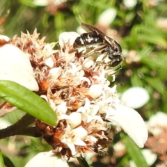 Lasioglossum (Chilalictus) sp. (genus & subgenus) (Halictid bee) at ANBG - 26 Apr 2023 by HelenCross