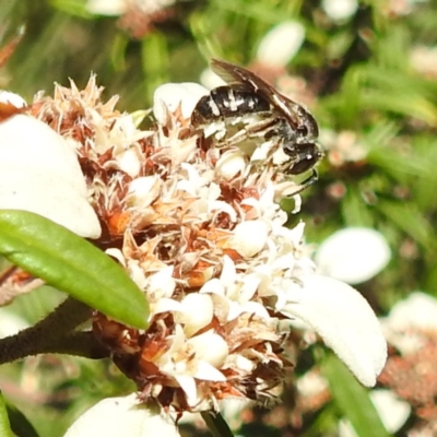 Lasioglossum (Chilalictus) sp. (genus & subgenus) (Halictid bee) at ANBG - 26 Apr 2023 by HelenCross