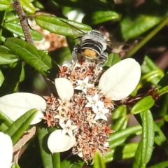Megachile (Eutricharaea) maculariformis (Gold-tipped leafcutter bee) at ANBG - 26 Apr 2023 by HelenCross