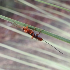 Lissopimpla excelsa (Orchid dupe wasp, Dusky-winged Ichneumonid) at Acton, ACT - 27 Apr 2023 by HelenCross