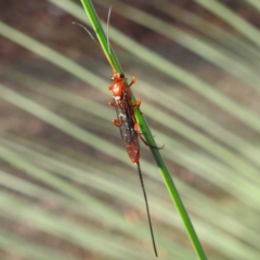 Lissopimpla excelsa at ANBG - 27 Apr 2023