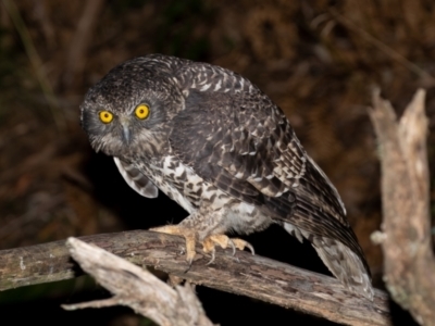 Ninox strenua (Powerful Owl) at Cotter River, ACT - 27 Apr 2023 by rawshorty