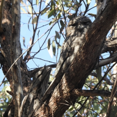 Podargus strigoides (Tawny Frogmouth) at Acton, ACT - 27 Apr 2023 by HelenCross