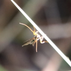 Ichneumonidae (family) (Unidentified ichneumon wasp) at Mongarlowe River - 27 Apr 2023 by LisaH