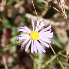 Brachyscome ciliaris (Bushy Cut-leaf Daisy) at Mongarlowe, NSW by LisaH